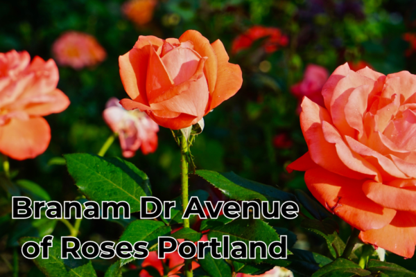 Branam Dr Avenue of Roses Portland