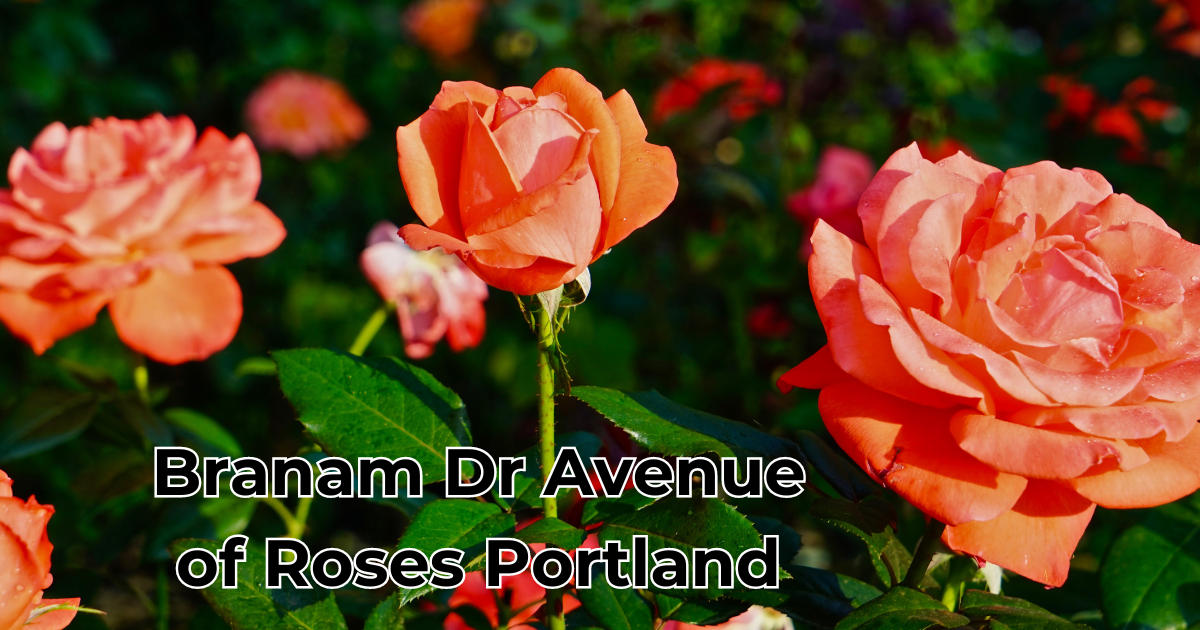 Branam Dr Avenue of Roses Portland